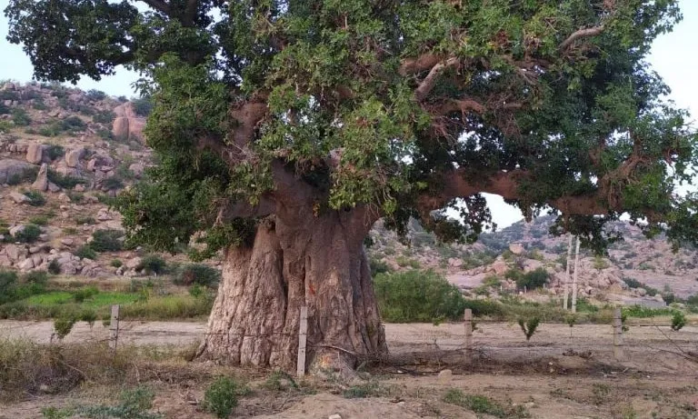 500 year old tree