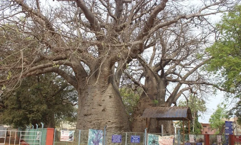 Dodda Hunashe Mara Savanur