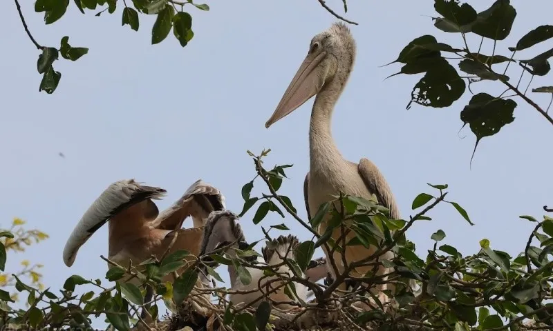 Kokkare belluru Bird Sanctuary