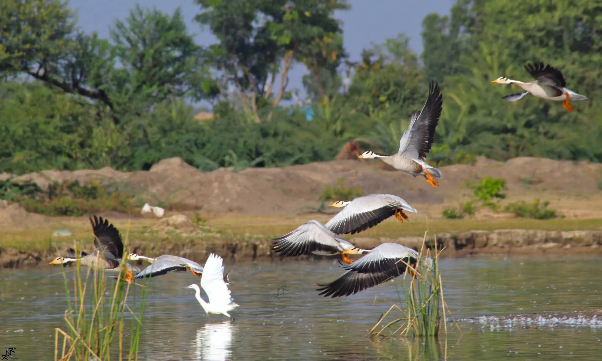 Magadikere Bird Conservation Reserve Gadag