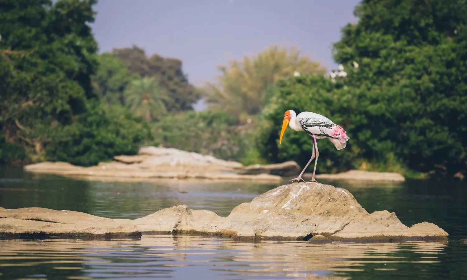 Ranganathittu Bird Sanctuary Mandya